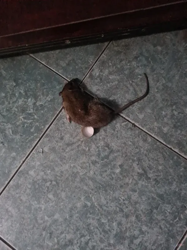 Najdena podgana na keramičnih tleh v notranjem prostoru.