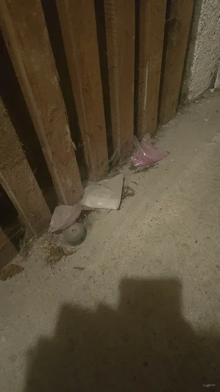 Majhna miš ob leseni steni in talnem robu.