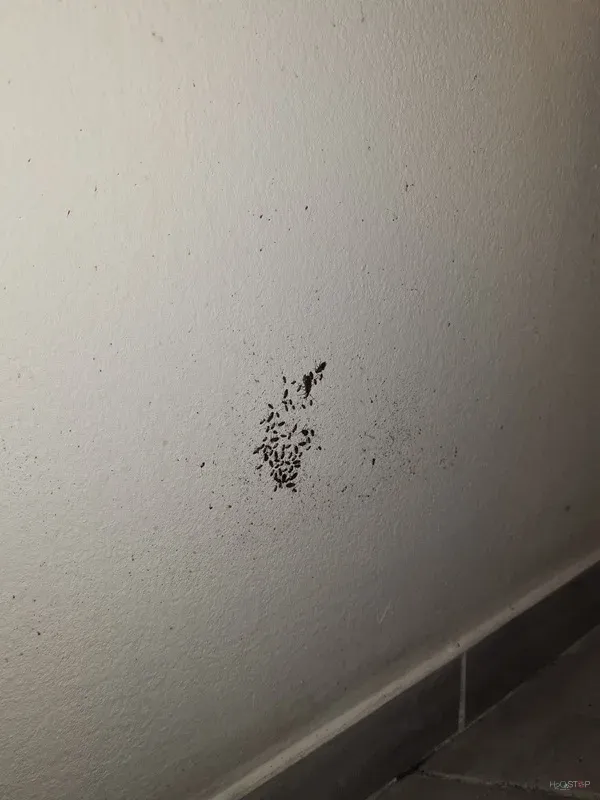 Skupina drobnih insektov na belem notranjem zidu.