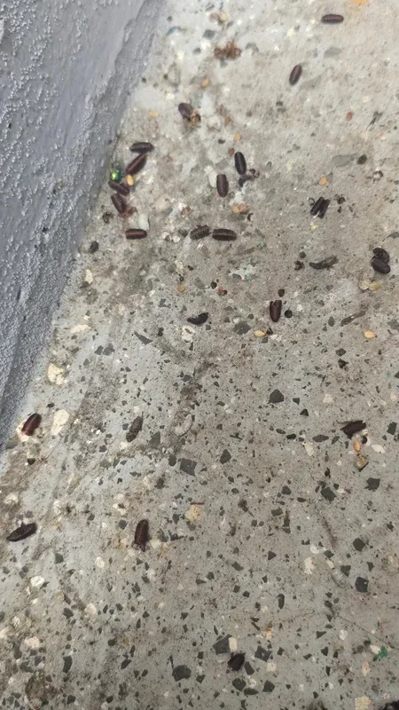 Številne drobne sledi in insekti vzdolž notranje stene.