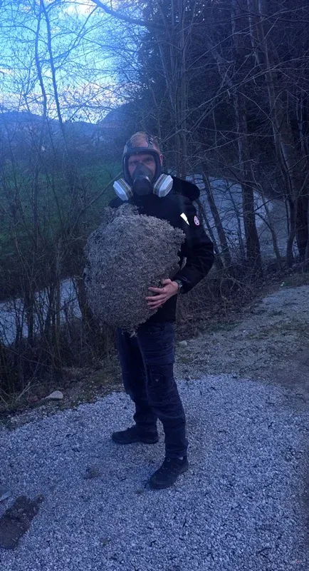 Izvajalec odnaša veliko odstranjeno gnezdo z objekta.